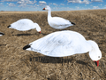 FowlPlay Decoys Snow Goose Silhouette Decoys in a stubble field