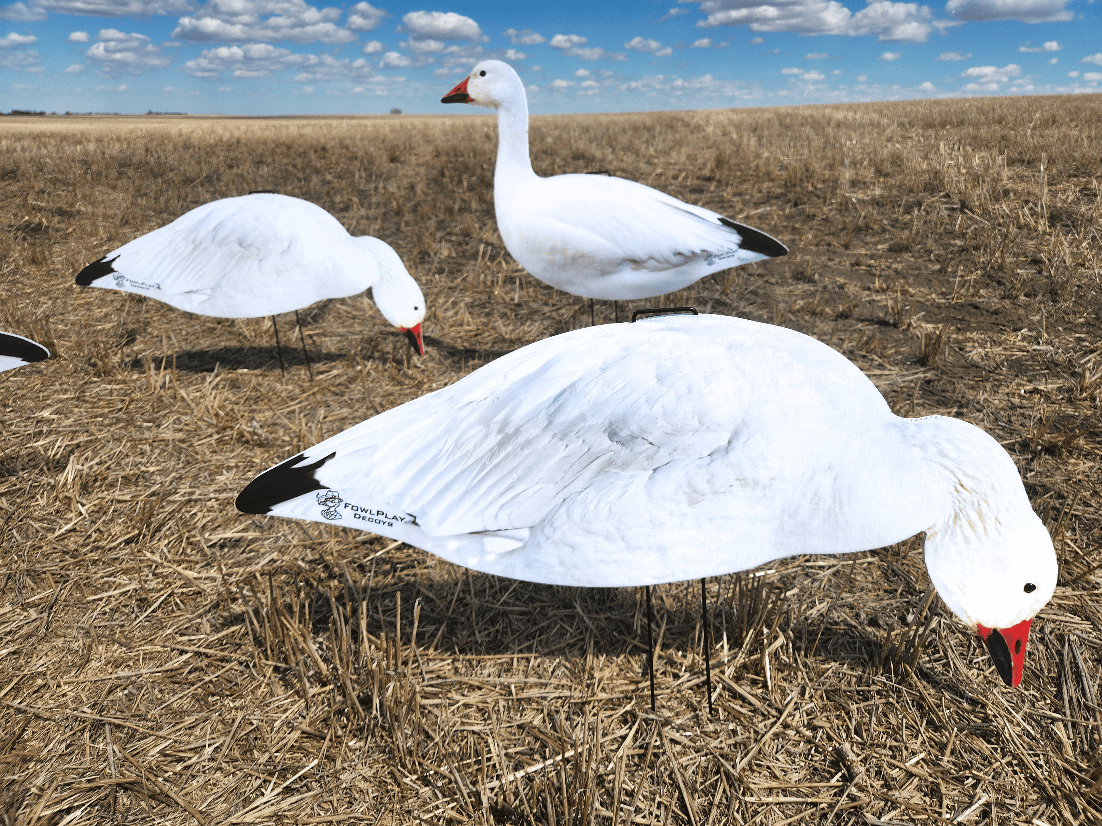 FowlPlay Decoys Snow Goose Silhouette Decoys in a stubble field