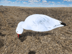 FowlPlay Decoys Snow Goose Silhouette Decoy feeder pose in a stubble field