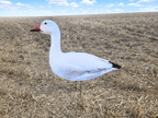FowlPlay Decoys Snow Goose Silhouette Decoy Sentry pose in a stubble field