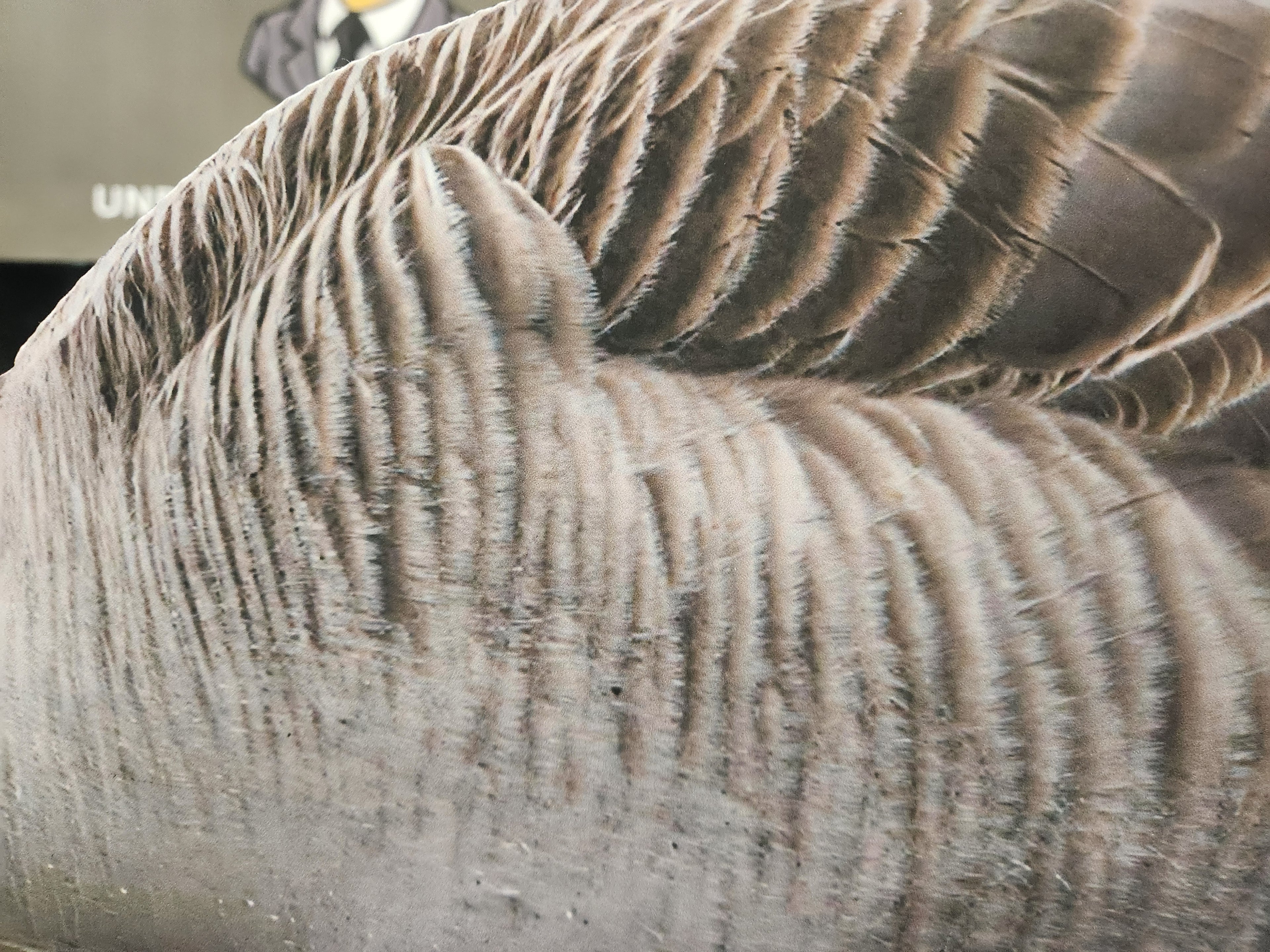 FowlPlay Decoys Industry Leading 4K resolution feather detail