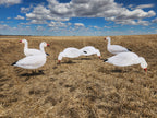 FowlPlay Decoys Snow Goose Silhouette Decoys in a stubble field