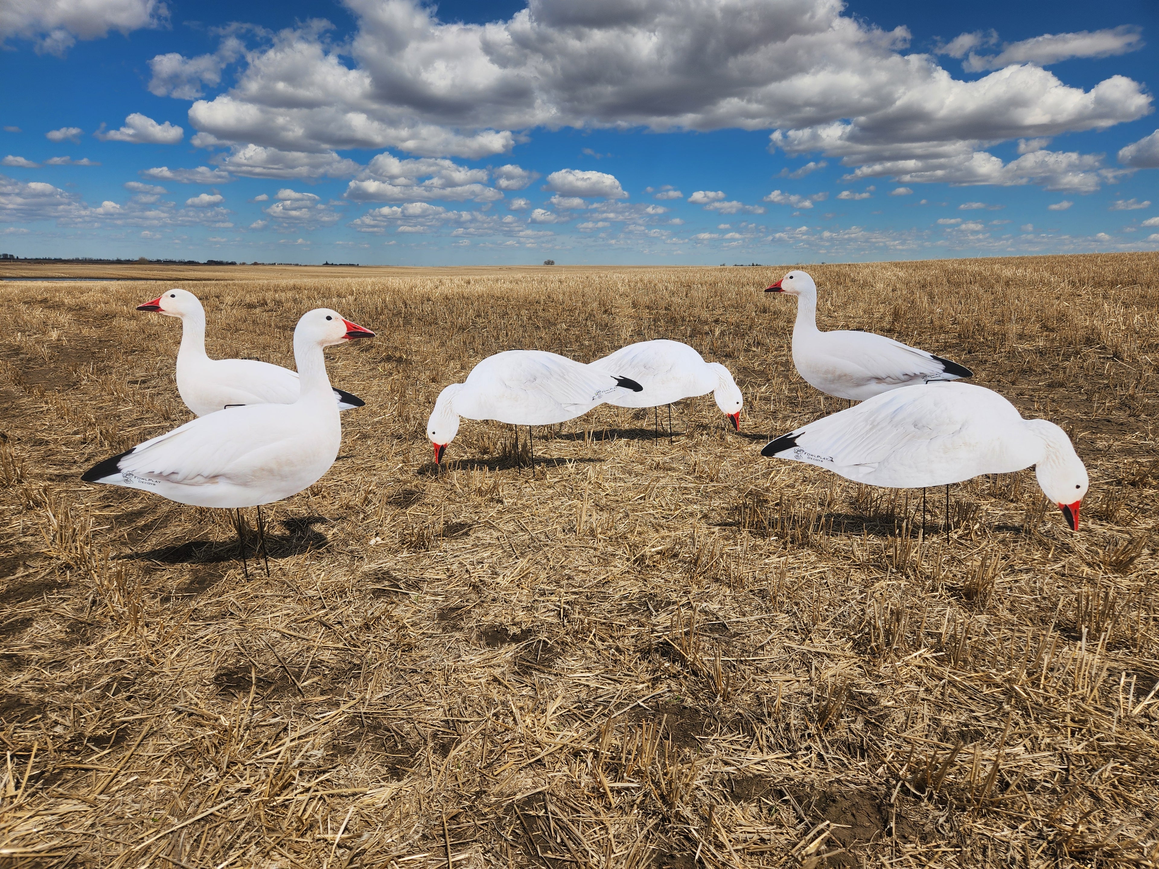 FowlPlay Decoys Snow Goose Silhouette Decoys in a stubble field