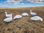 FowlPlay Decoys Snow Goose Silhouette Decoys in a stubble field