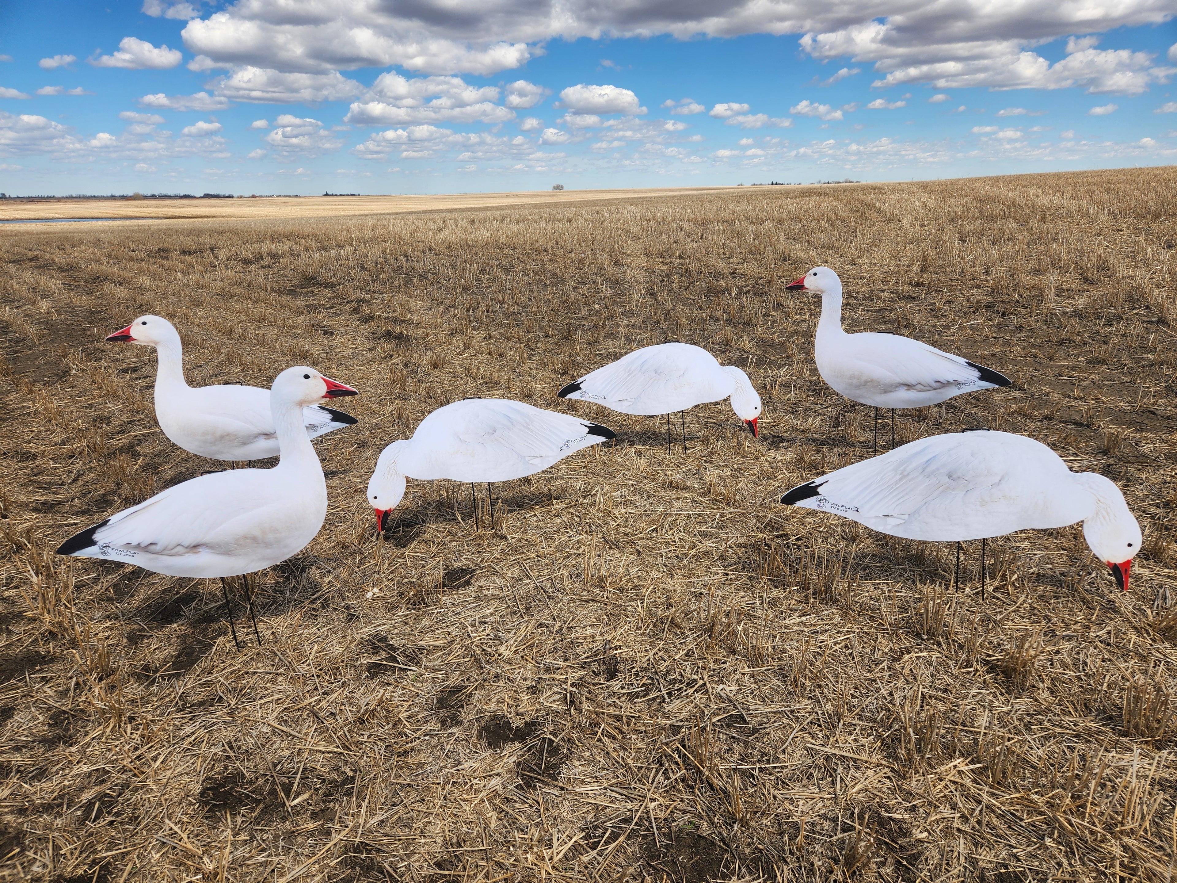 FowlPlay Decoys Snow Goose Silhouette Decoys in a stubble field