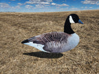 FowlPlay Decoys Fully flocked canada goose relaxed pose decoy in a stubble field
