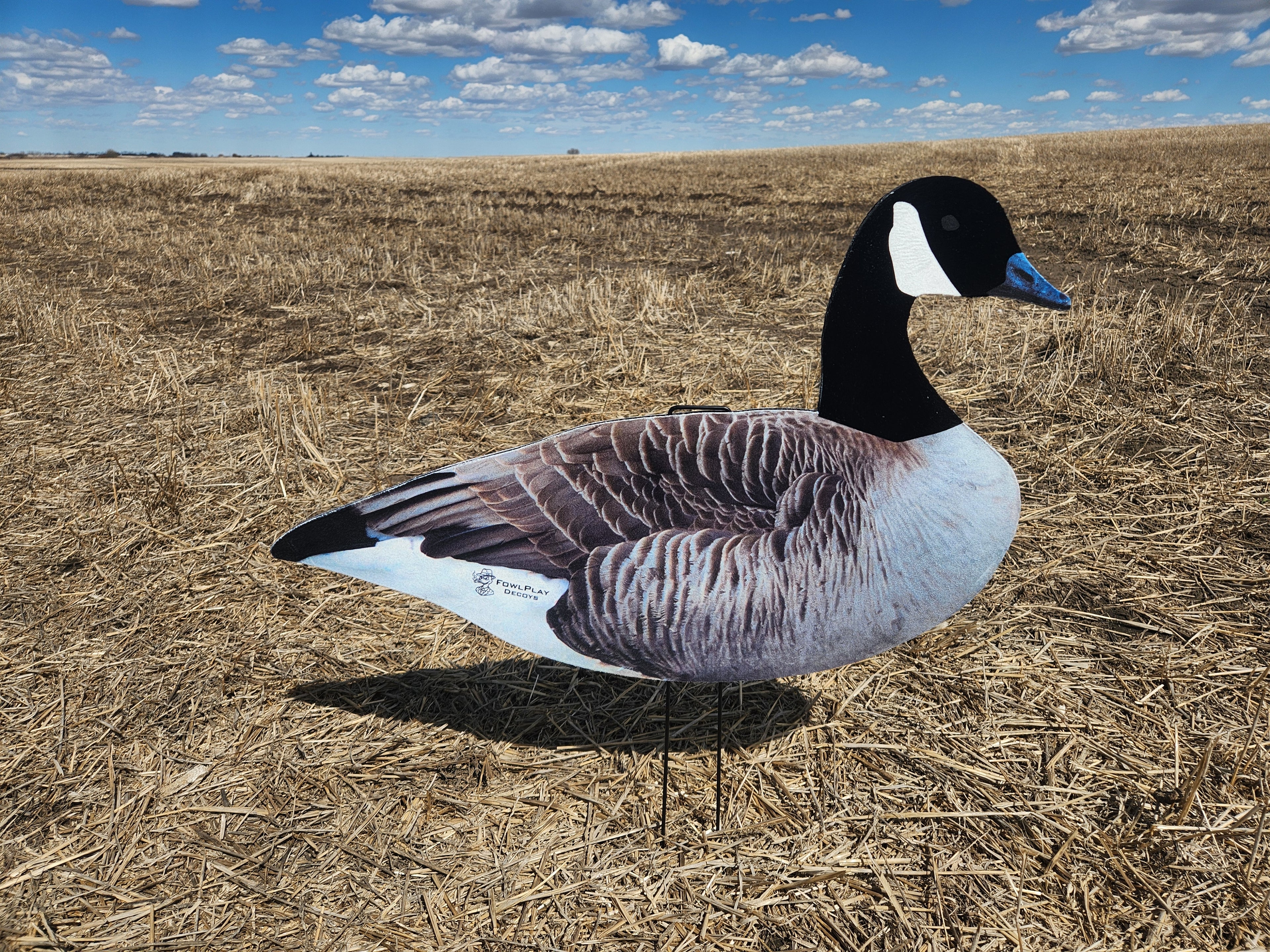 FowlPlay Decoys Fully flocked canada goose relaxed pose decoy in a stubble field