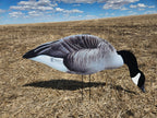 FowlPlay Decoys Fully flocked canada goose feeder decoy in a stubble field