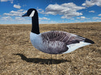 FowlPlay Decoys Fully flocked canada goose sentry decoy in a stubble field