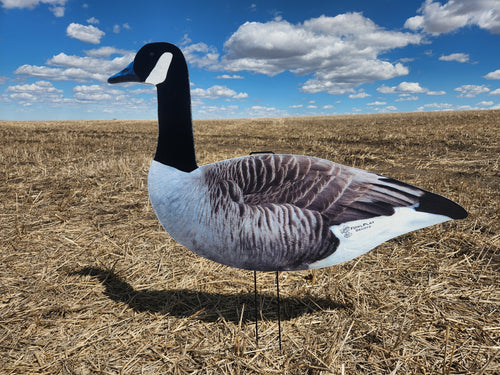 FowlPlay Decoys Fully flocked canada goose sentry decoy in a stubble field
