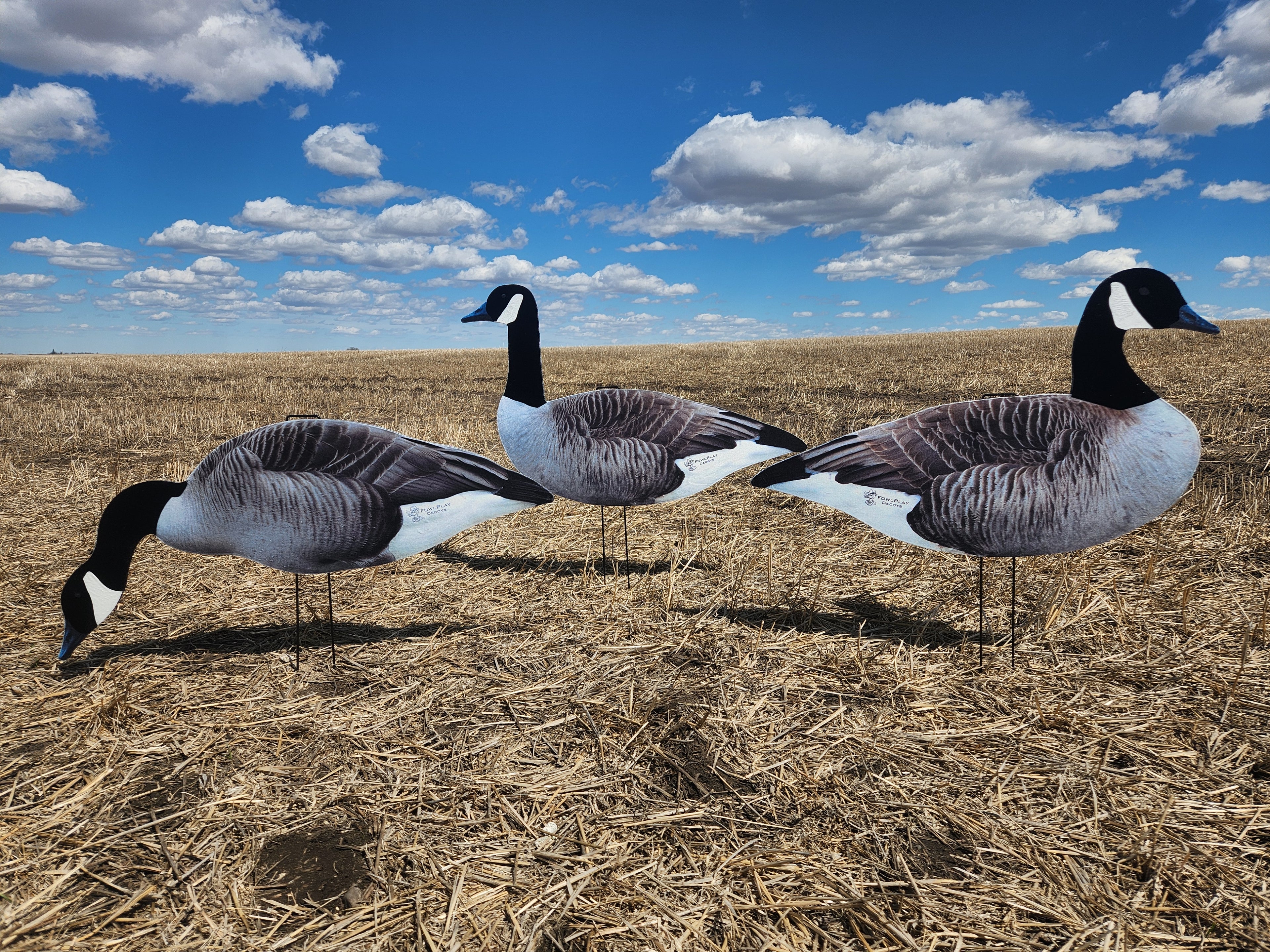 FowlPlay Decoys Fully flocked canada goose decoys in a stubble field