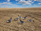 FowlPlay Decoys Fully flocked canada goose group of decoys in a stubble field