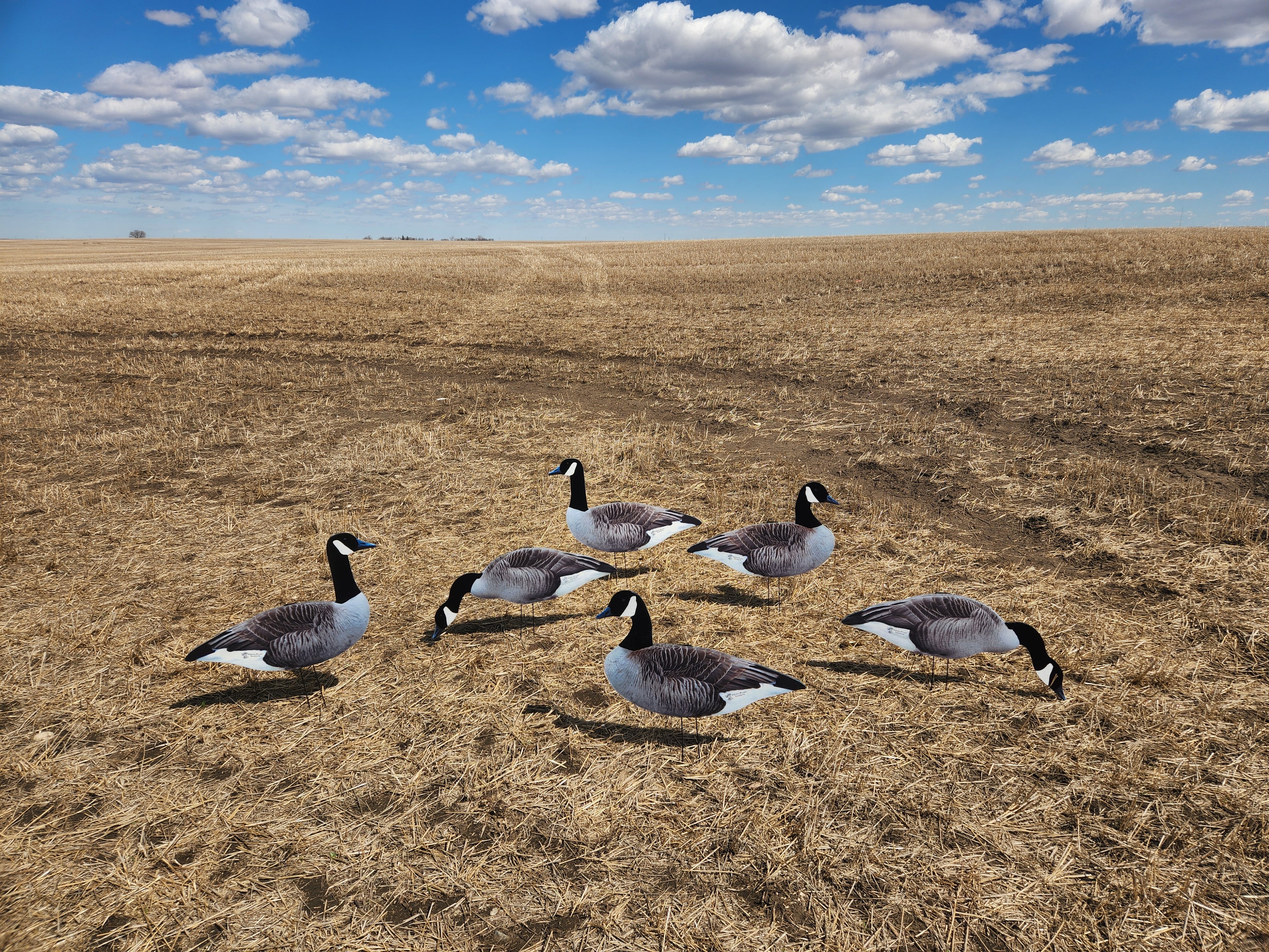FowlPlay Decoys Fully flocked canada goose group of decoys in a stubble field