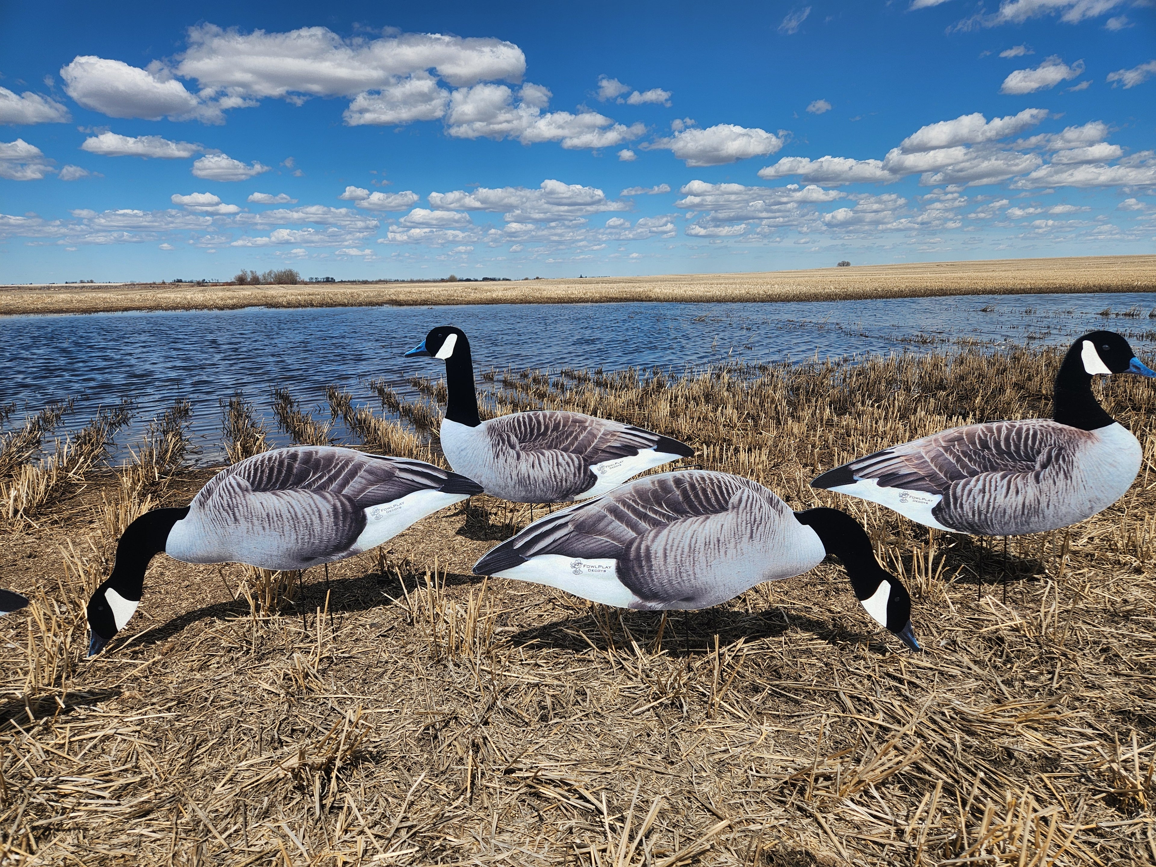 FowlPlay Decoys Fully flocked canada goose decoys in a stubble field next to water