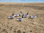 FowlPlay Decoys Flocked Head Canada Goose silhouette decoys in a stubble field