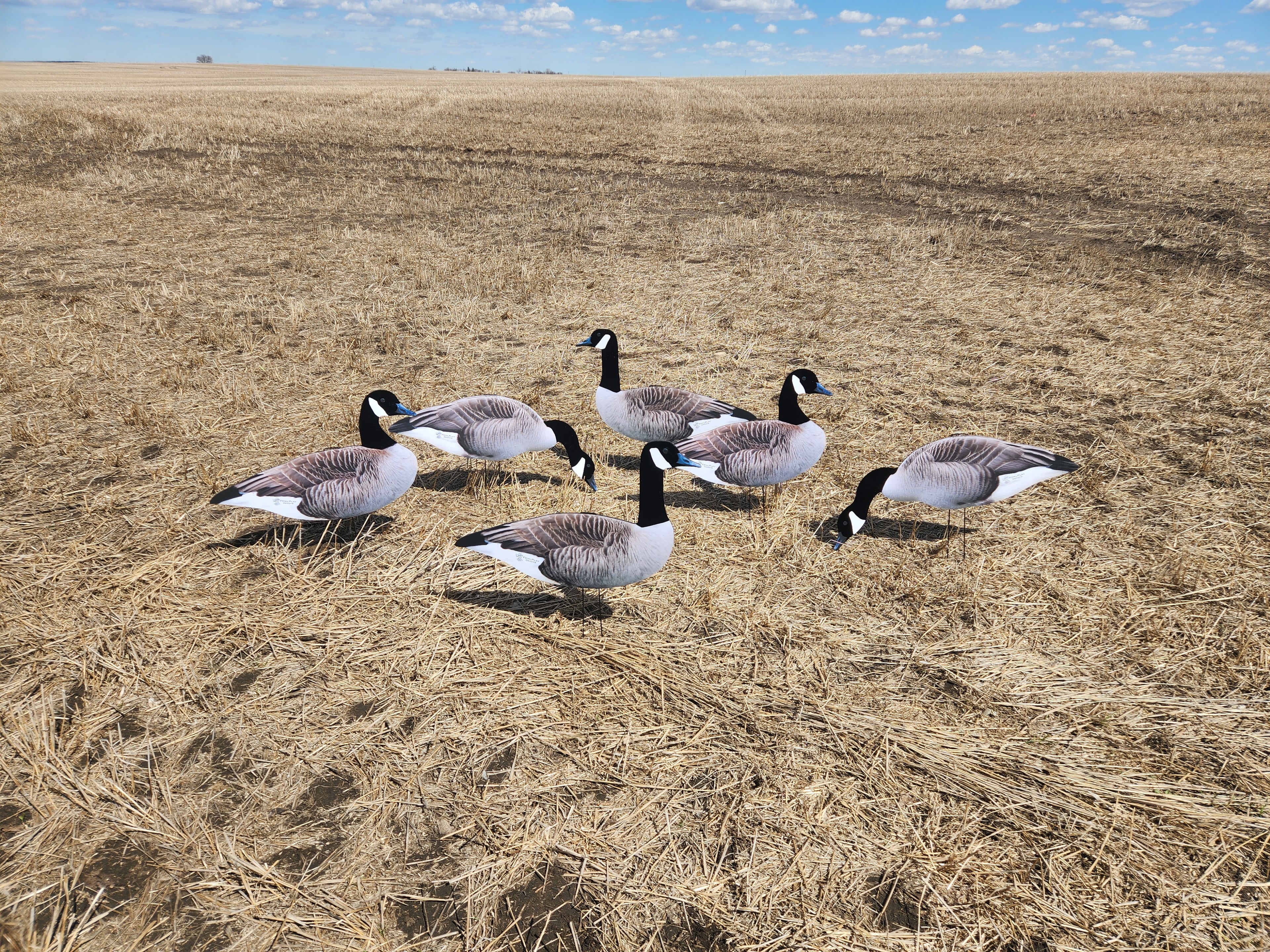FowlPlay Decoys Flocked Head Canada Goose silhouette decoys in a stubble field