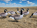 FowlPlay Decoys Flocked Head Canada Goose silhouette decoys in a stubble field