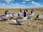 FowlPlay Decoys Flocked Head Canada Goose silhouette decoys in a stubble field