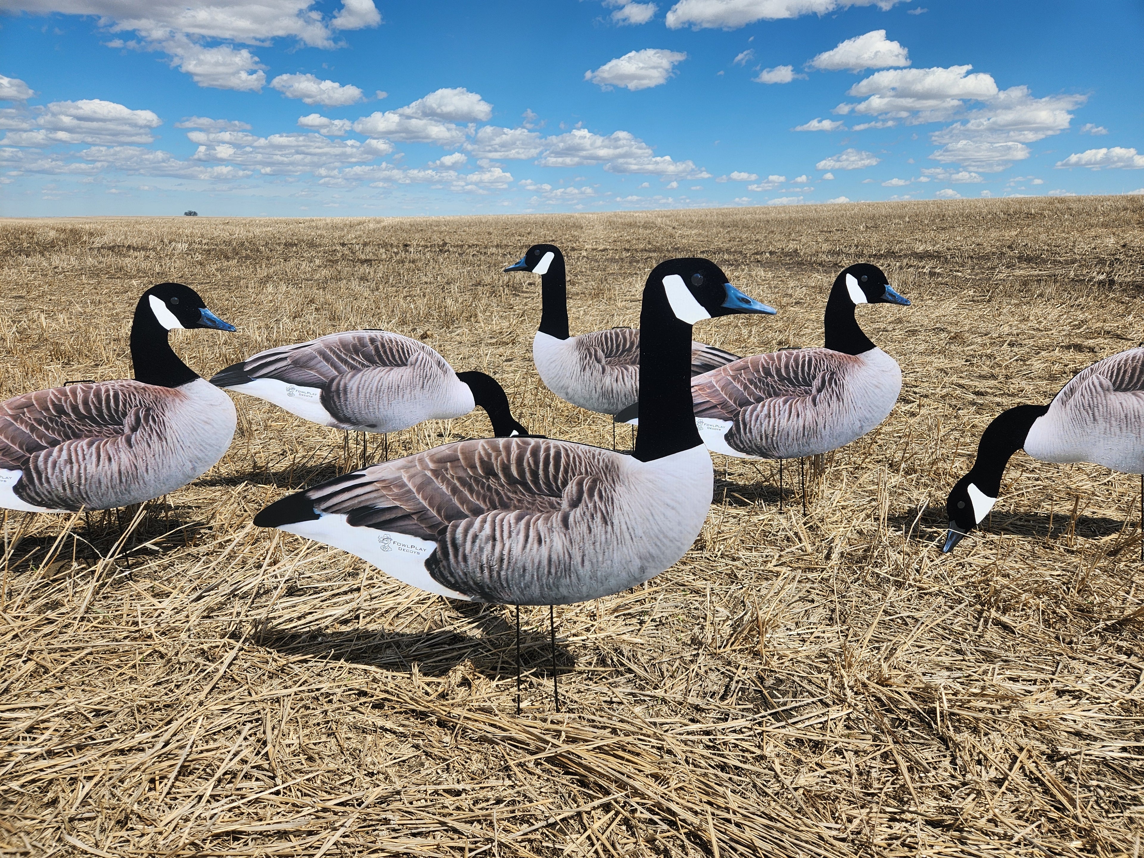 FowlPlay Decoys Flocked Head Canada Goose silhouette decoys in a stubble field