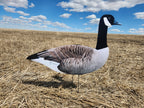 FowlPlay Decoys Flocked Head Canada Goose silhouette decoy sentry pose in a stubble field