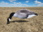 FowlPlay Decoys Flocked Head Canada Goose silhouette decoy feeder pose in a stubble field