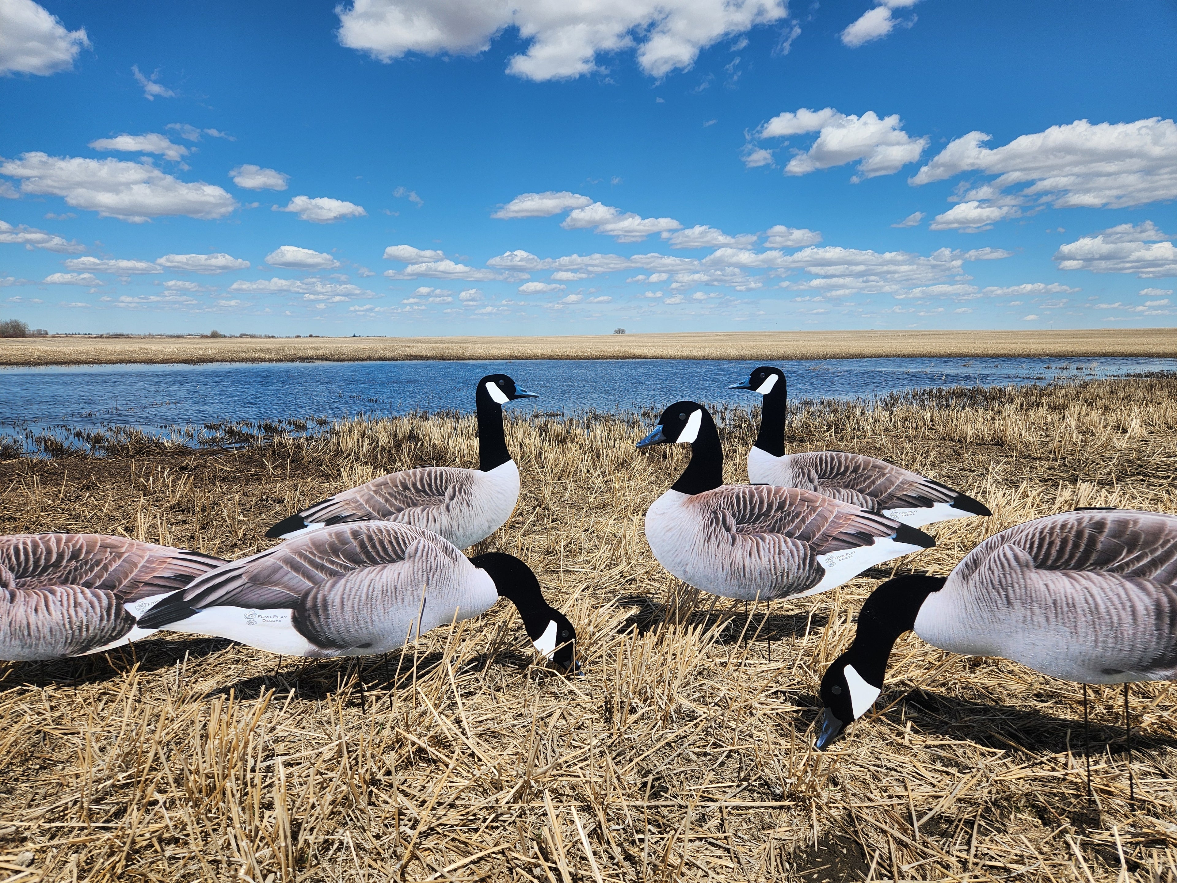 FowlPlay Decoys Flocked Head Canada Goose silhouette decoys near water