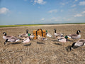 A group of flocked head canada goose decoys and mallard duck decoys with a heavy duty storage bag in a stubble field.