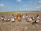 A group of flocked head canada goose decoys and mallard duck decoys with a heavy duty storage bag in a stubble field.