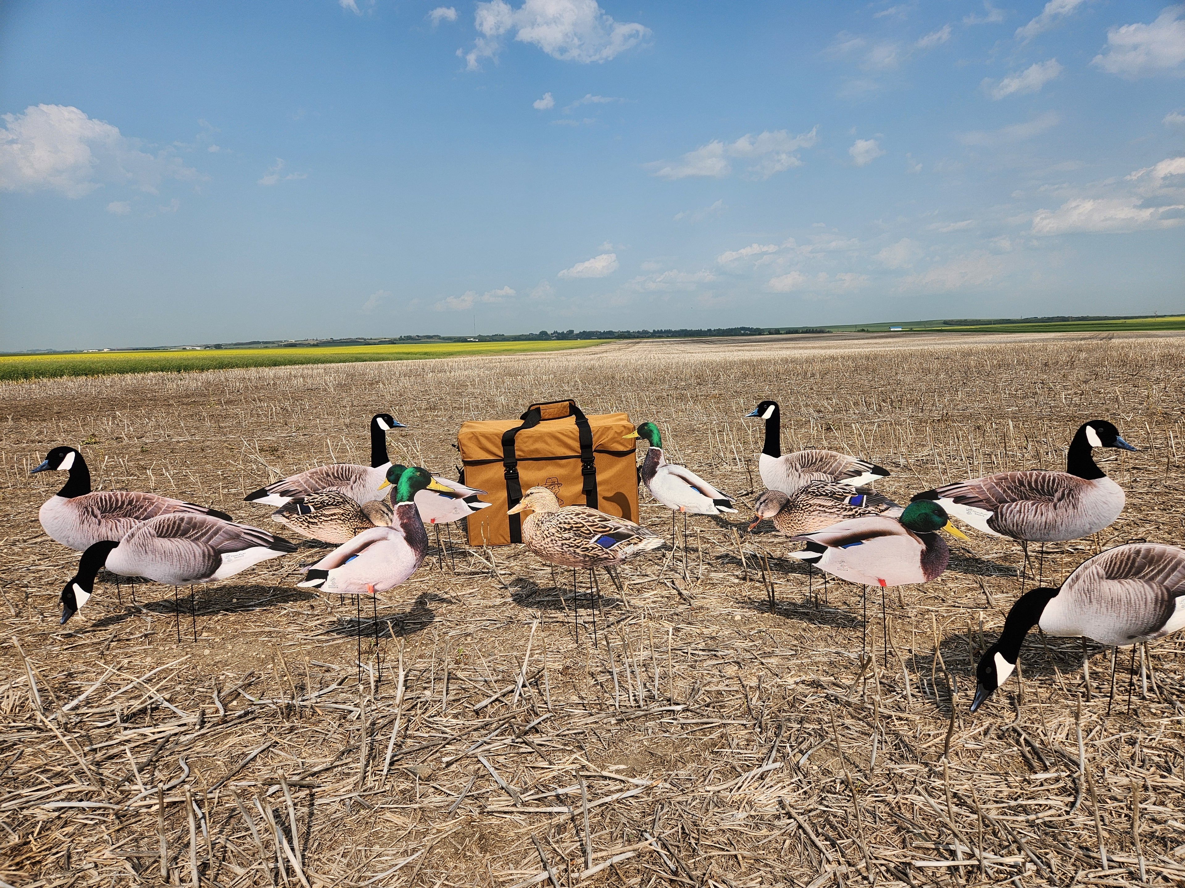 A group of flocked head canada goose decoys and mallard duck decoys with a heavy duty storage bag in a stubble field.