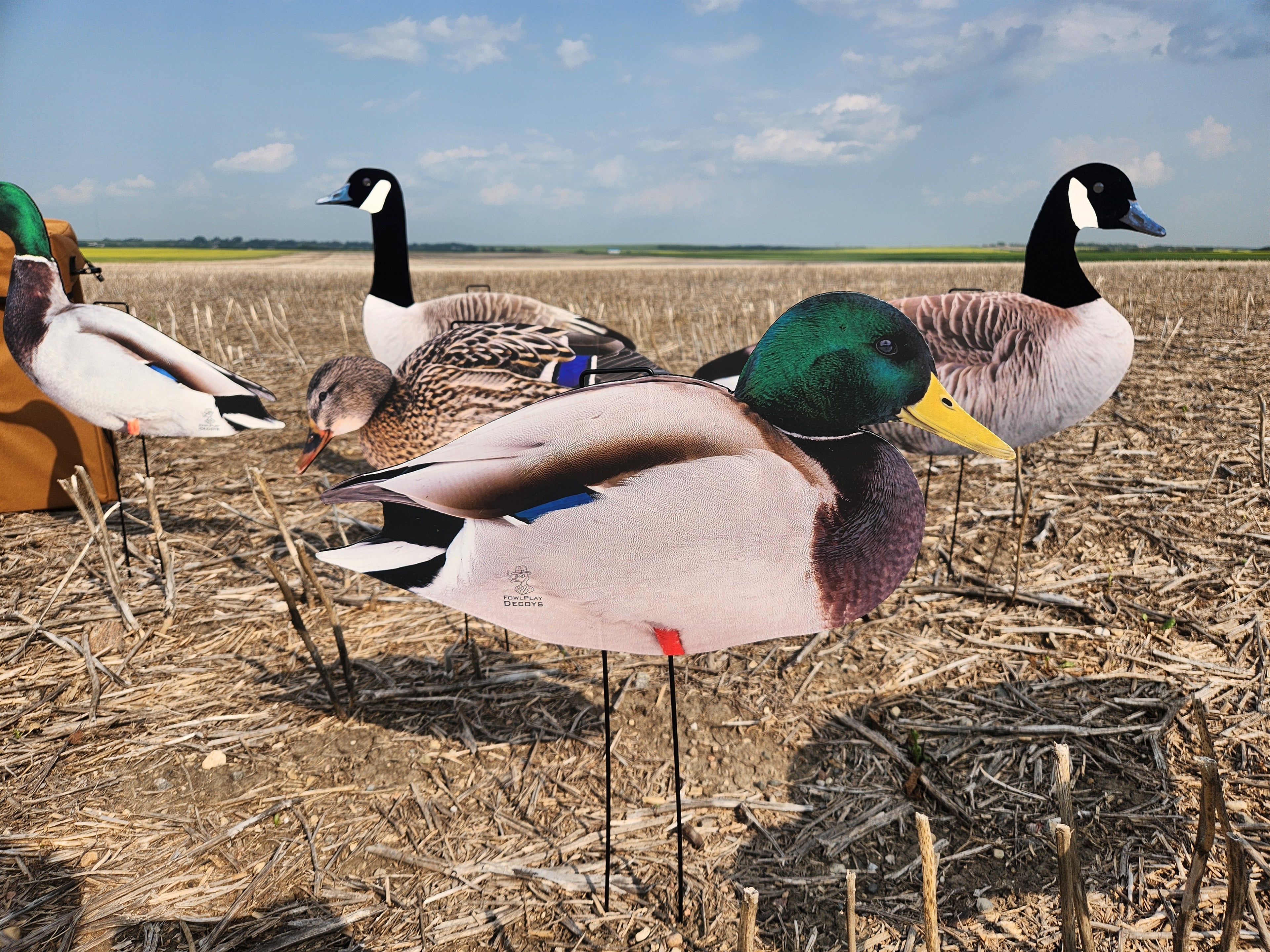 A group of premium high detail silhouette goose and mallard duck decoys in a field made by FowlPlay Decoys.