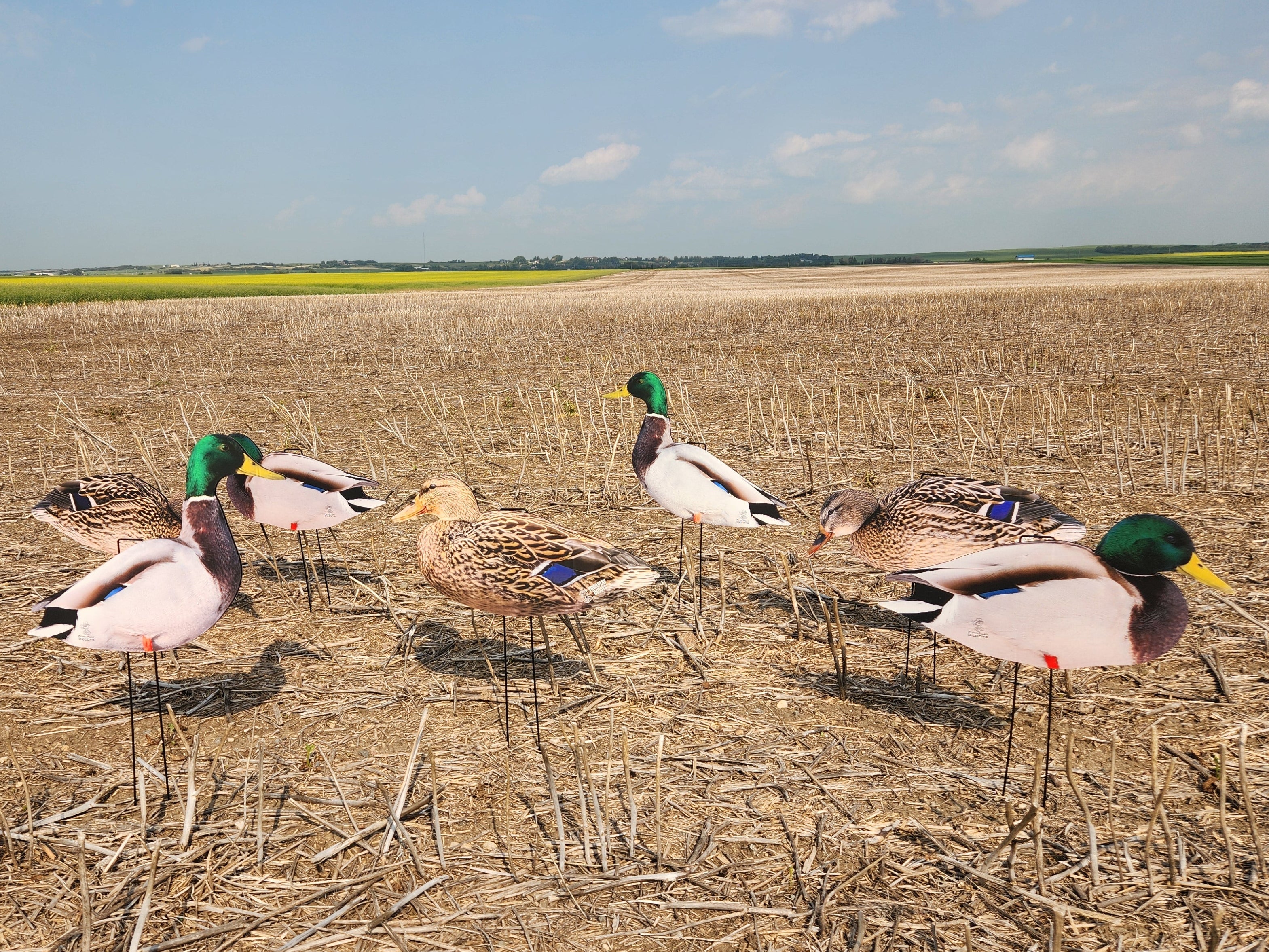 Mallard duck silhouette decoys from FowlPlay Decoys standing in a field.