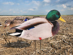 A realistic Mallard duck drake silhouette decoy from FowlPlay Decoys standing in a field.