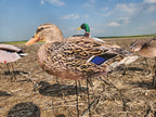 A realistic Mallard duck hen silhouette decoy from FowlPlay Decoys standing in a field.