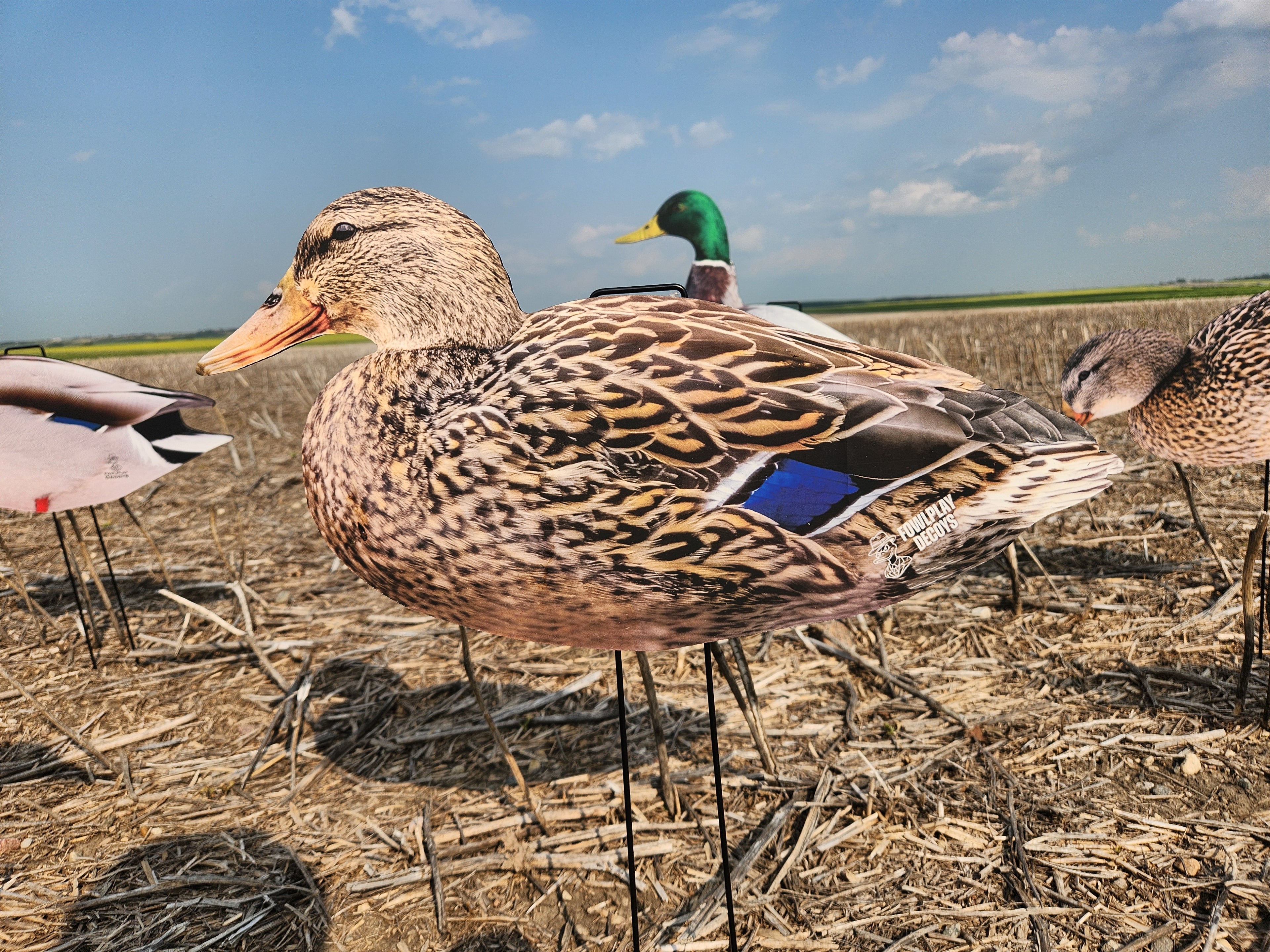A realistic Mallard duck hen silhouette decoy from FowlPlay Decoys standing in a field.