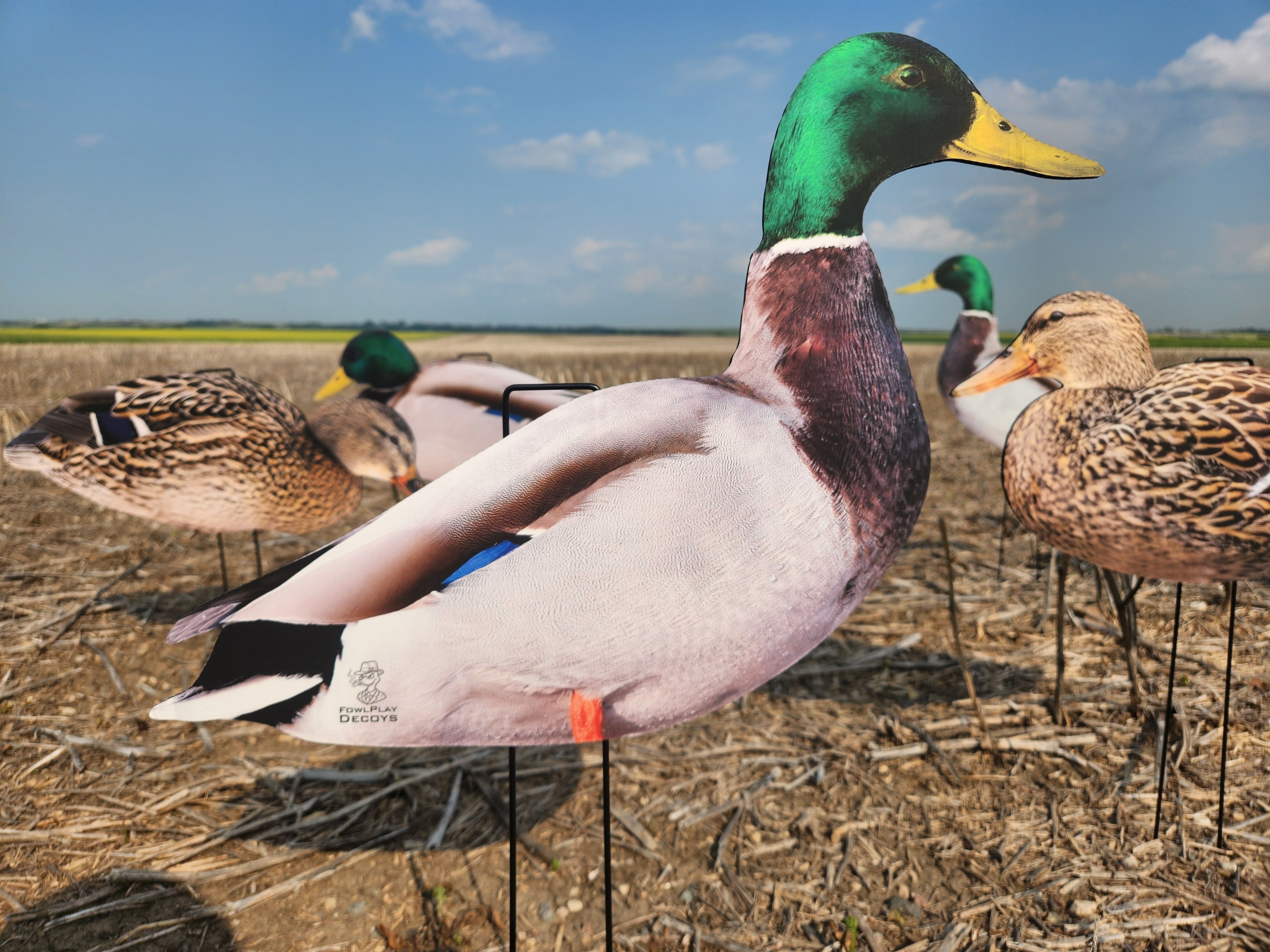 A realistic Mallard duck drake silhouette decoy from FowlPlay Decoys standing in a field.