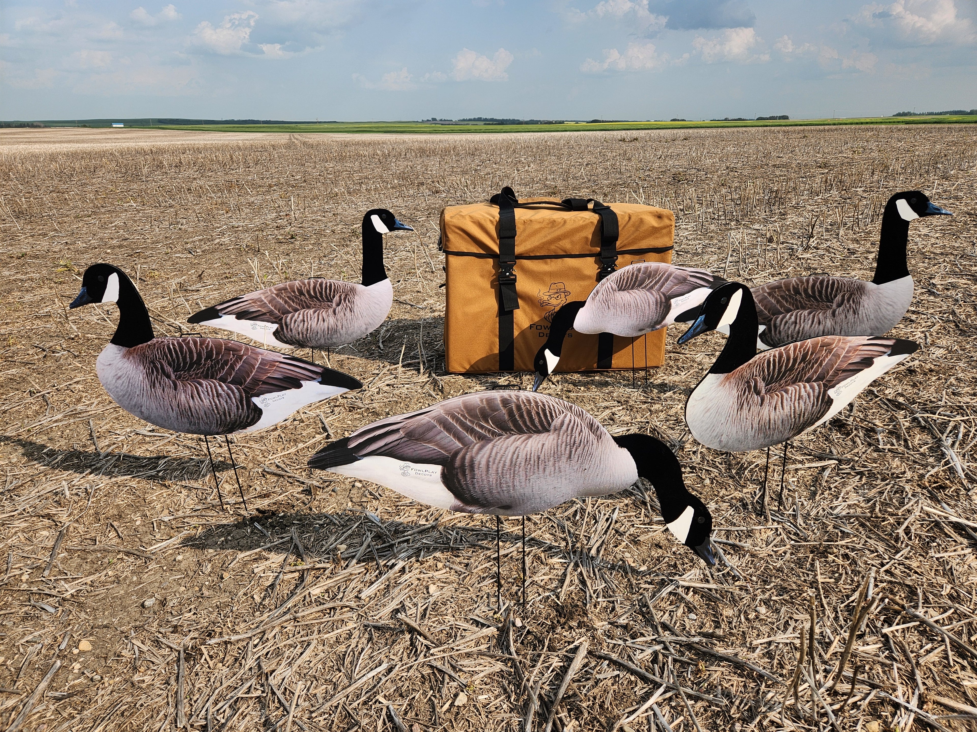 A group of premium silhouette canada goose decoys with a heavy duty storage bag in a stubble field.
