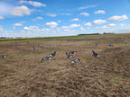 Flocked head canada goose silhouette decoys in a pea field