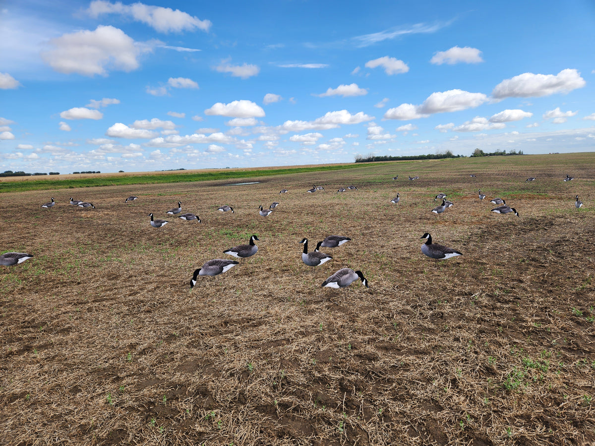 Flocked head canada goose silhouette decoys in a pea field