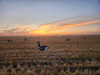 A group of flocked head Canada Goose silhouette decoys from FowlPlay Decoys in a stubble field during a golden saskatchewan sunrise
