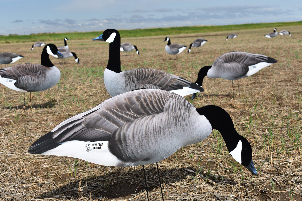 Flocked head canada goose silhouette decoys in a pea field