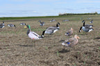 Mallard duck and canada goose silhouette decoys in a pea field