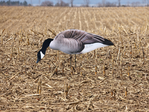 Canada Goose silhouette decoys with flocked heads for field hunting - 12 pack