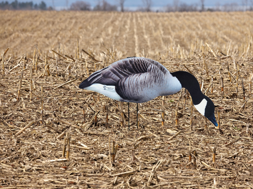 Premium fully flocked Canada Goose silhouette decoys for professional waterfowl spreads