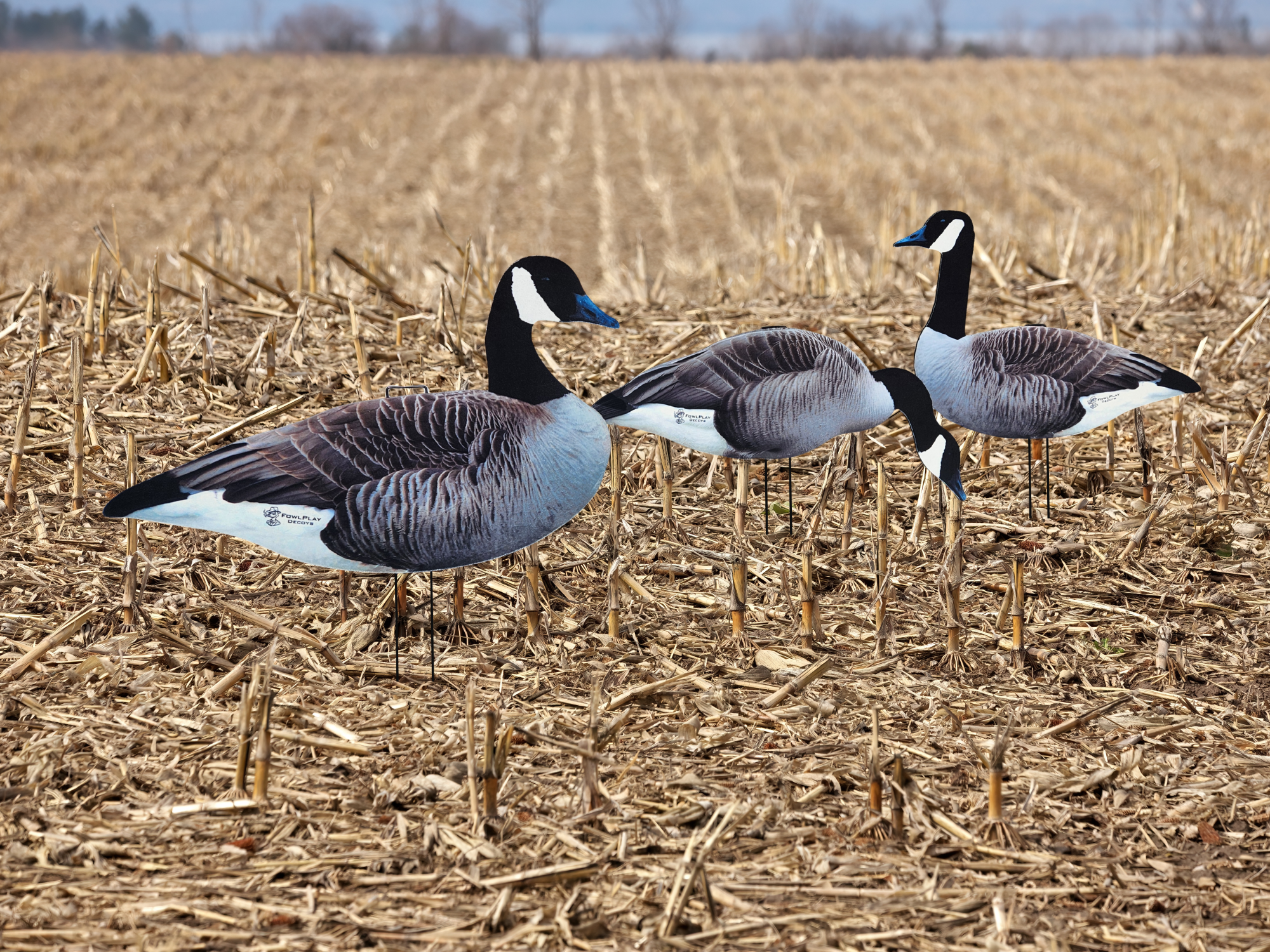 Life-size fully flocked Canada Goose silhouettes for late-season goose hunting in Canada